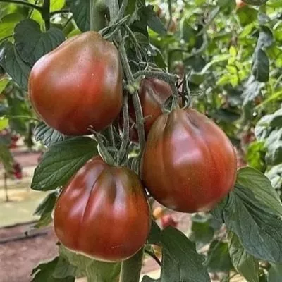 hinkali-korichnevyy-3-137336