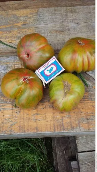 hippovaya-zebra-1-167123