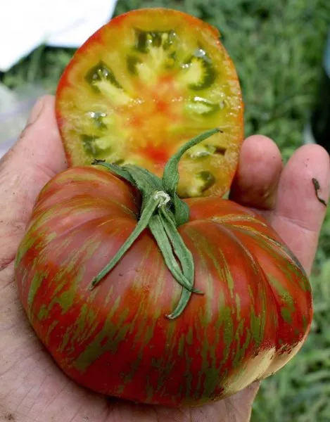 hippovaya-zebra-2-167123