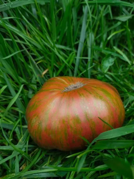 hippovaya-zebra-3-167123