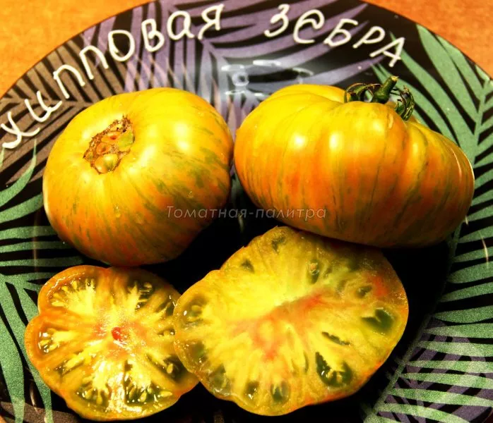 hippovaya-zebra-4-167123