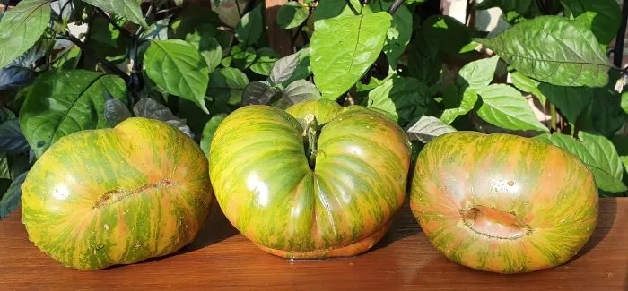 hippovaya-zebra-5-167123