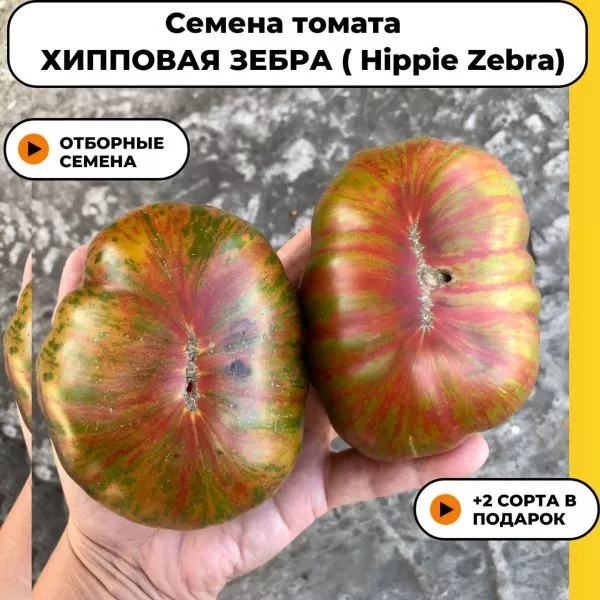 hippovaya-zebra-7-167123