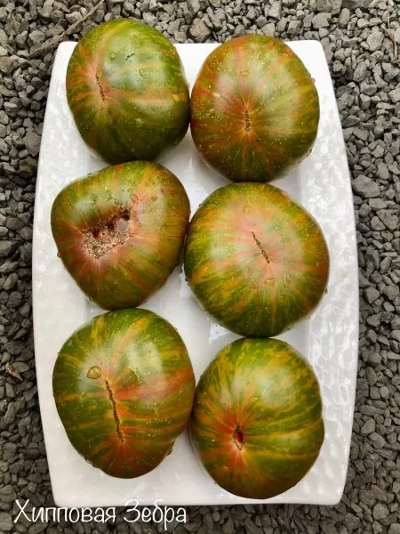 hippovaya-zebra-8-167123