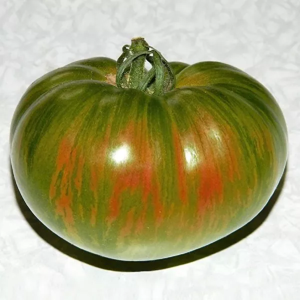 hippovaya-zebra-main-167123