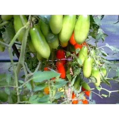 hleb-da-sol-main-166986