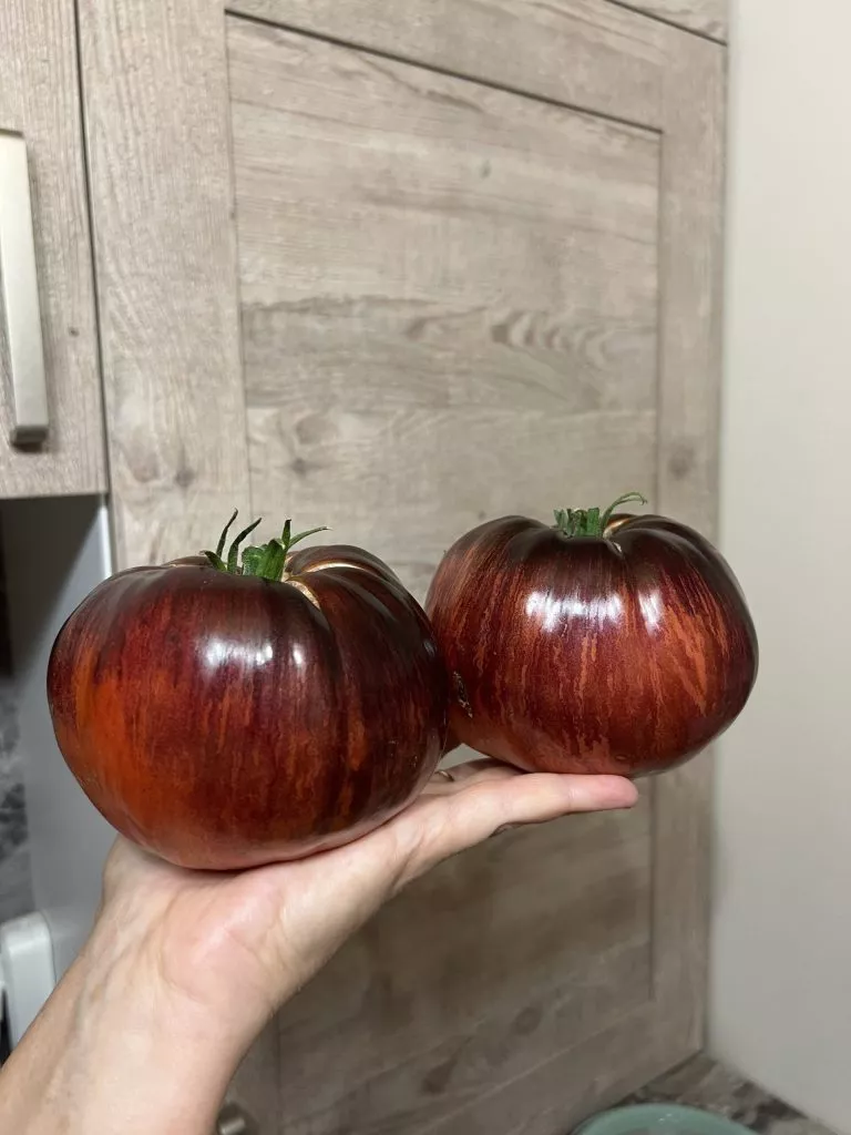 ibitsa-eleny-4-133449