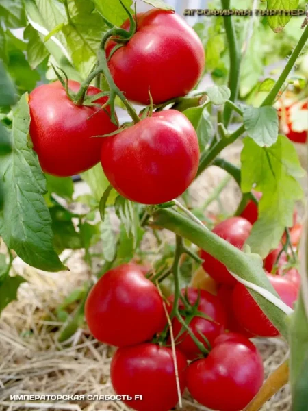 imperatorskaya-slabost-4-139574