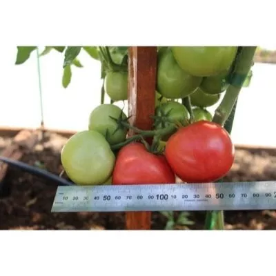 imperatorskaya-slabost-7-139574