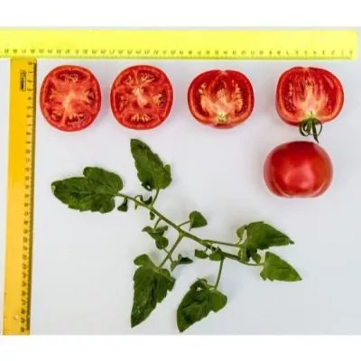 imperatorskaya-slabost-8-139574