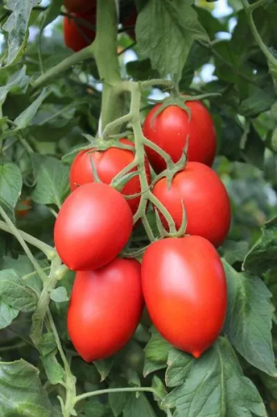 imperiya-rozovaya-2-163985