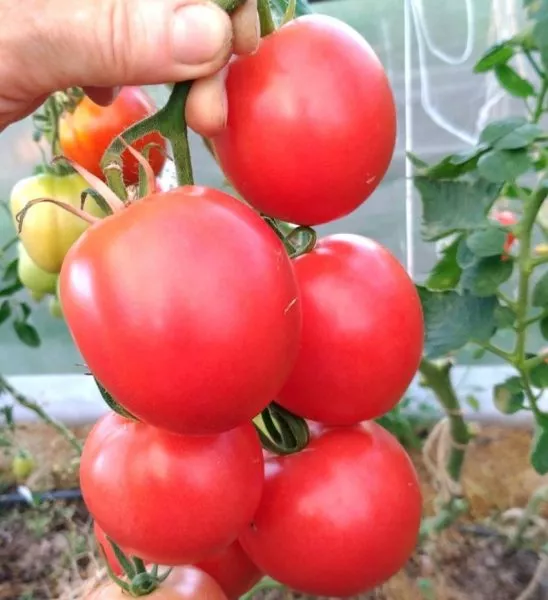 imperiya-rozovaya-3-163985