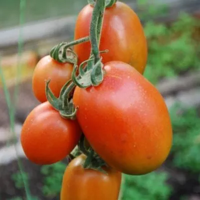 imperiya-rozovaya-main-163985