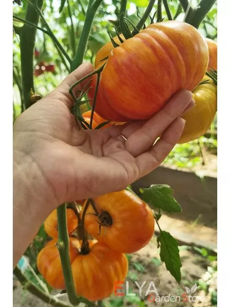 indeyskaya-rezervatsiya-5-150168