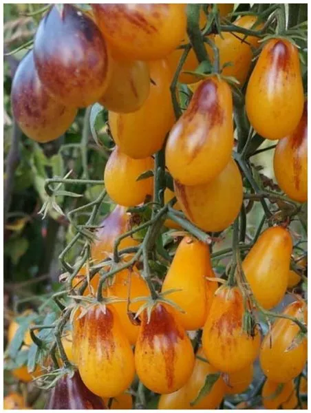 indigo-kumkvat-1-166946