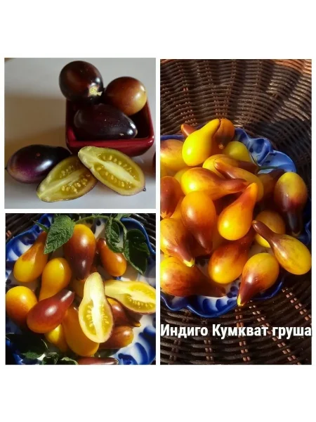 indigo-kumkvat-12-166946