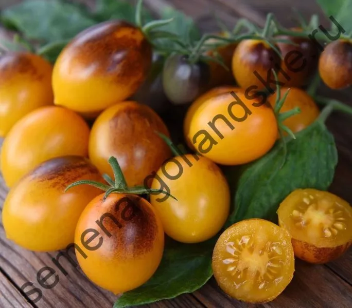 indigo-kumkvat-3-166946