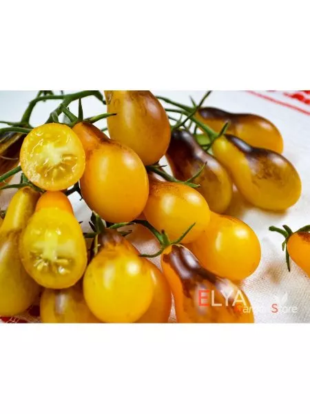 indigo-kumkvat-4-166946