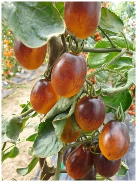 indigo-kumkvat-5-166946