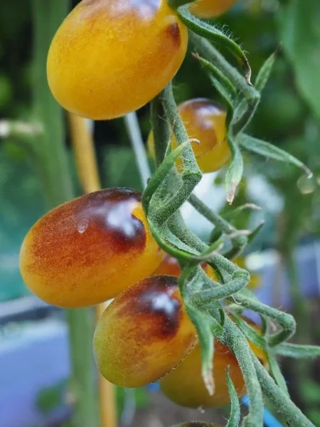 indigo-kumkvat-6-166946