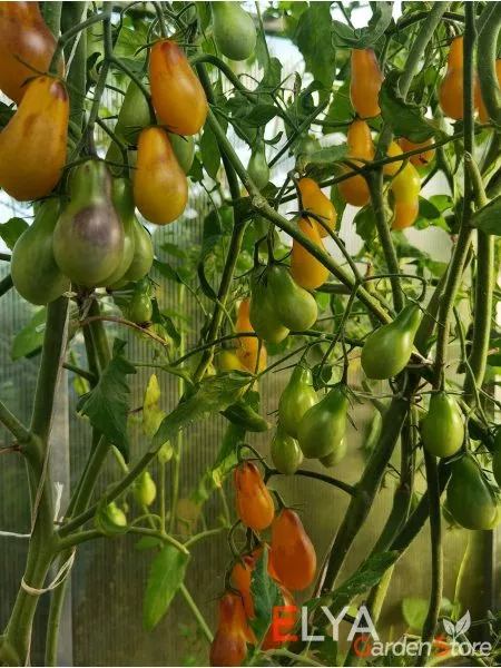 indigo-kumkvat-7-166946