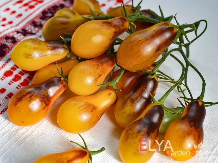 indigo-kumkvat-9-166946