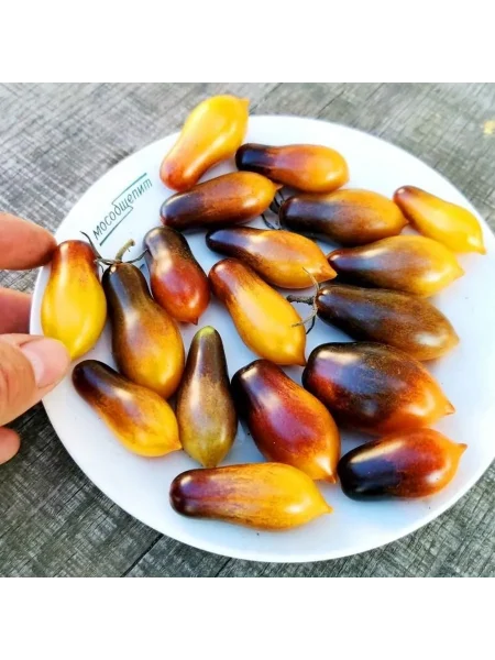 indigo-kumkvat-main-166946