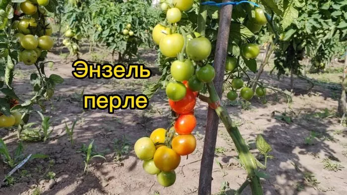 inzel-perle-1-135081