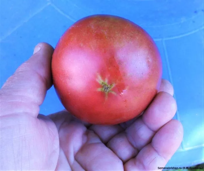 inzel-perle-3-135081