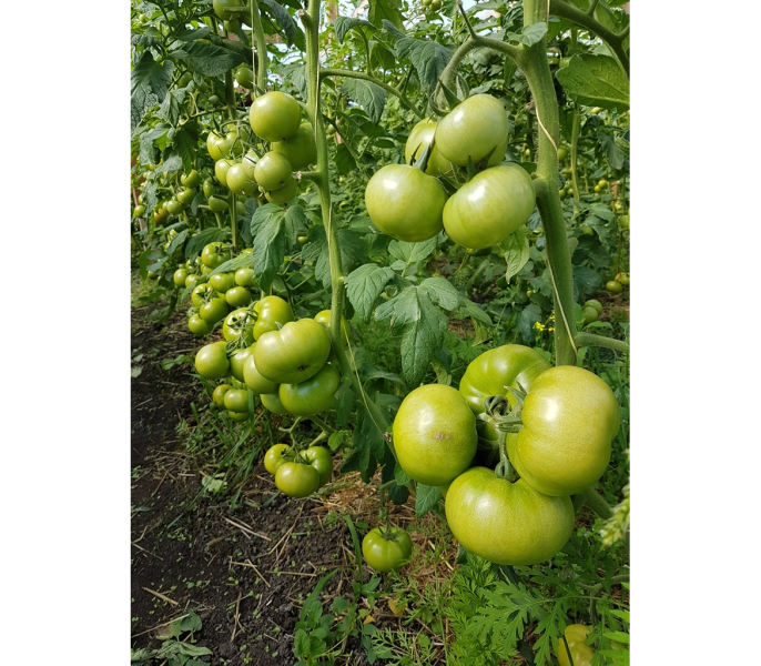 inzel-perle-4-135081