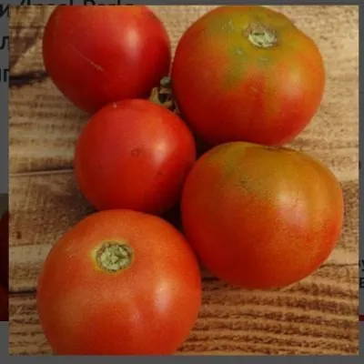 inzel-perle-5-135081