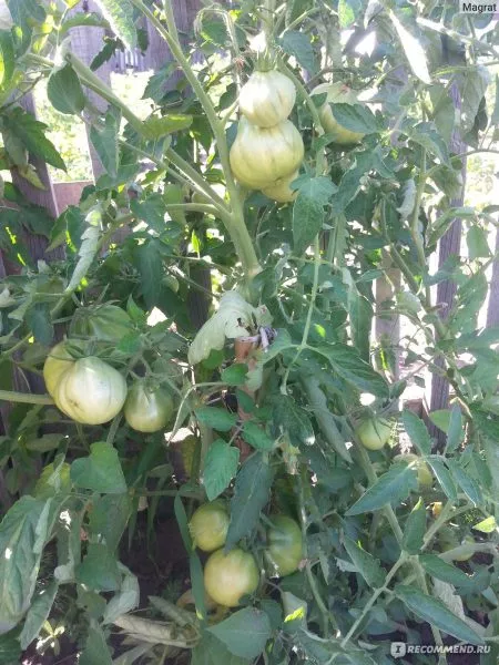 inzhir-zheltyy-2-148244