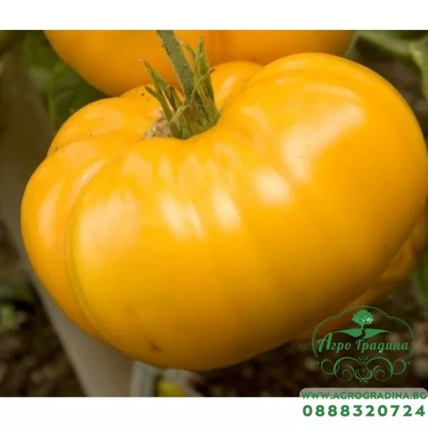 inzhir-zheltyy-6-148244