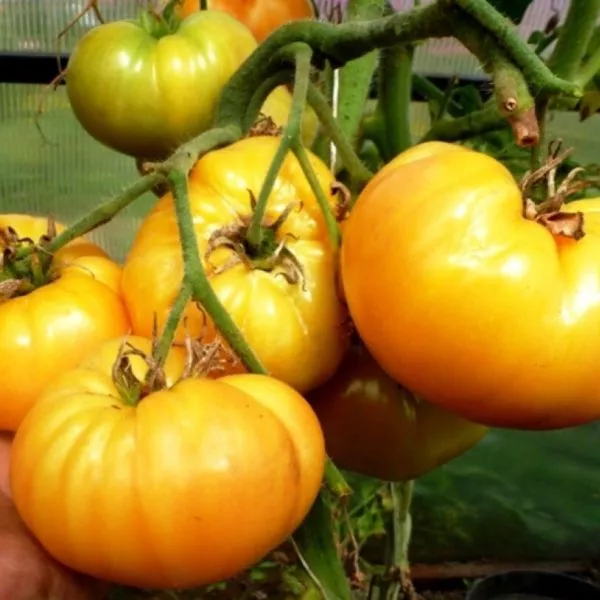 inzhir-zheltyy-main-148244