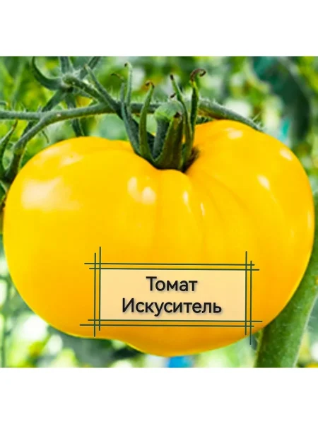 iskusitel-main-150305