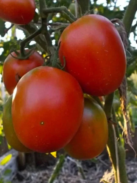 ispanskiy-gigant-3-151345