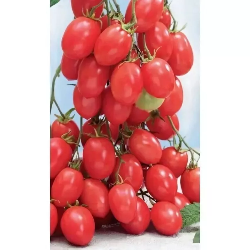 ispanskiy-rozovyy-2-132446