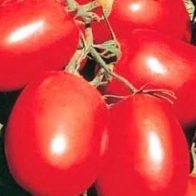 ispanskiy-rozovyy-3-132446