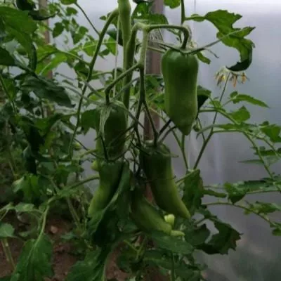 italyanskie-spagetti-8-139589