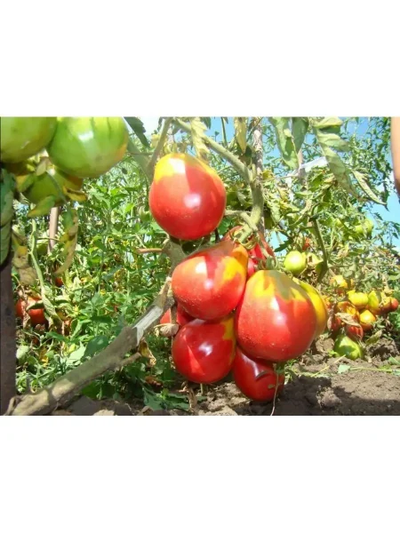 ivan-kupala-main-150563