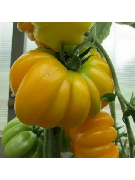 izmaylovskiy-rebristyy-1-139062-1