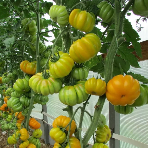 izmaylovskiy-rebristyy-1-139062-2