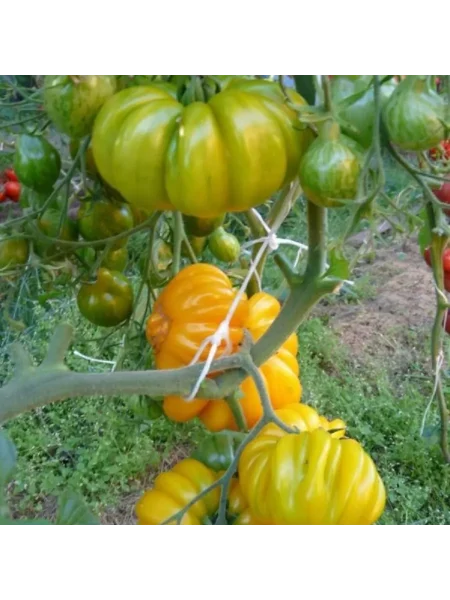 izmaylovskiy-rebristyy-1-139062