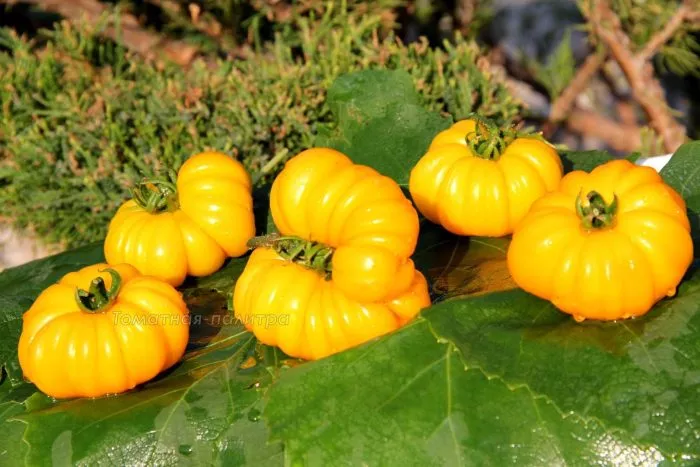 izmaylovskiy-rebristyy-1-139062