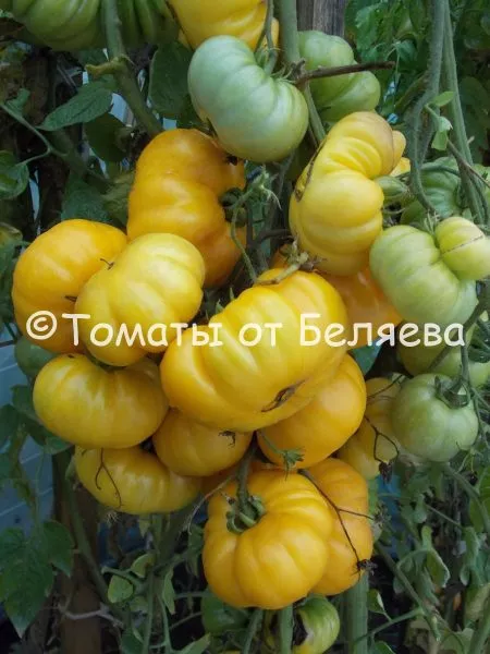 izmaylovskiy-rebristyy-2-139062-3