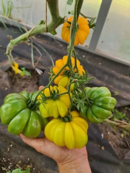 izmaylovskiy-rebristyy-2-139062-4