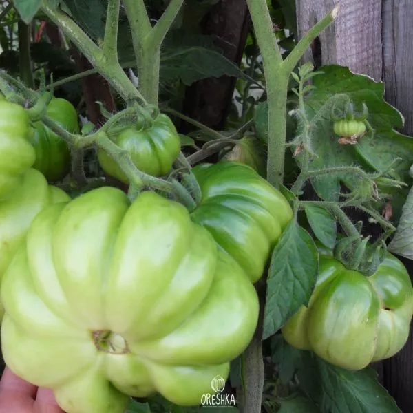 izmaylovskiy-rebristyy-2-139062