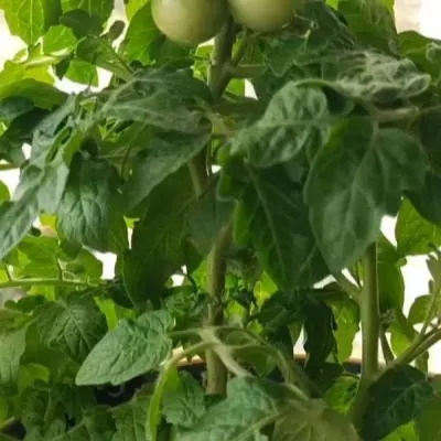 kaliforniyskoe-chudo-2-139364