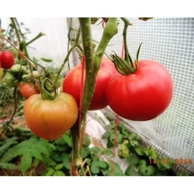 kanadskiy-velikan-3-148790