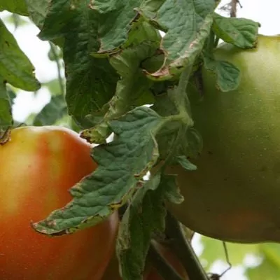 kanadskiy-velikan-4-148790